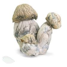 Albino x PE (APE)