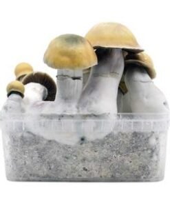 Bluey Vuitton Shrooms