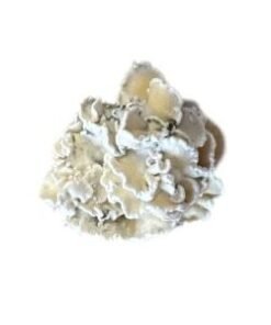 Enigma  mushrooms