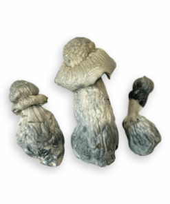 Ghost PE Shrooms