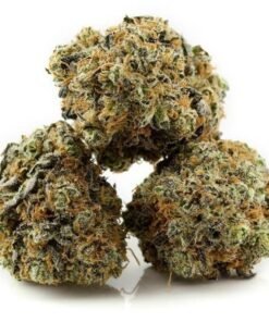 Buy Cookie Monster Strain