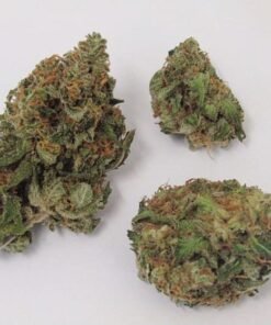 Buy Critical Mass Strain