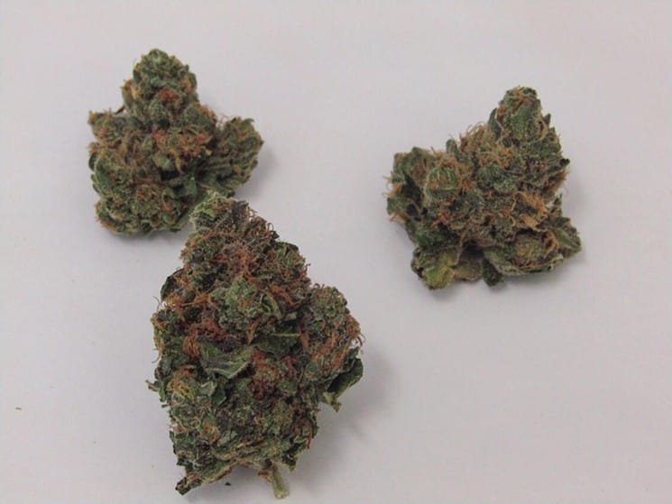 Buy-Hash-Plant-Strain.jpg