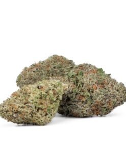 Buy Jack Herer strain