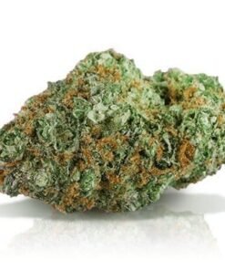 Cinderella 99 Strain (aka C99, Cindy 99)